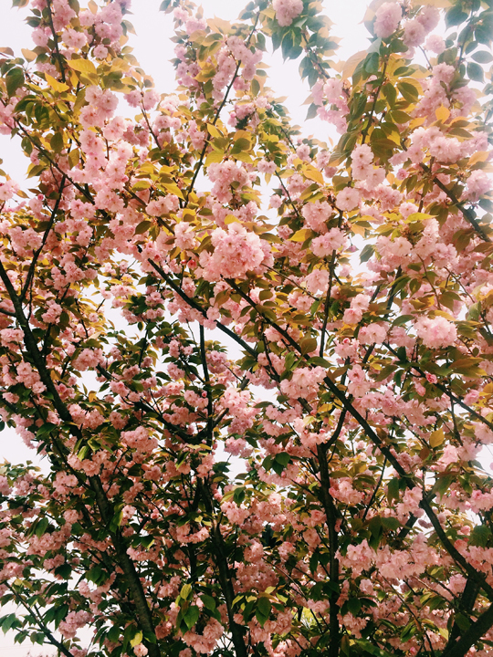 Processed with VSCOcam with c1 preset