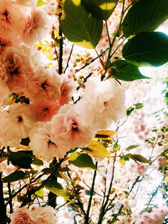 Processed with VSCOcam with c1 preset