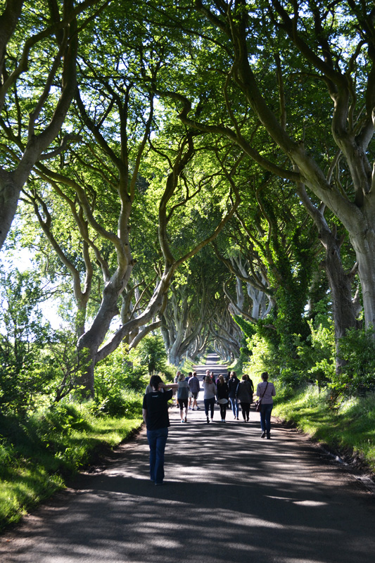 darkhedges1