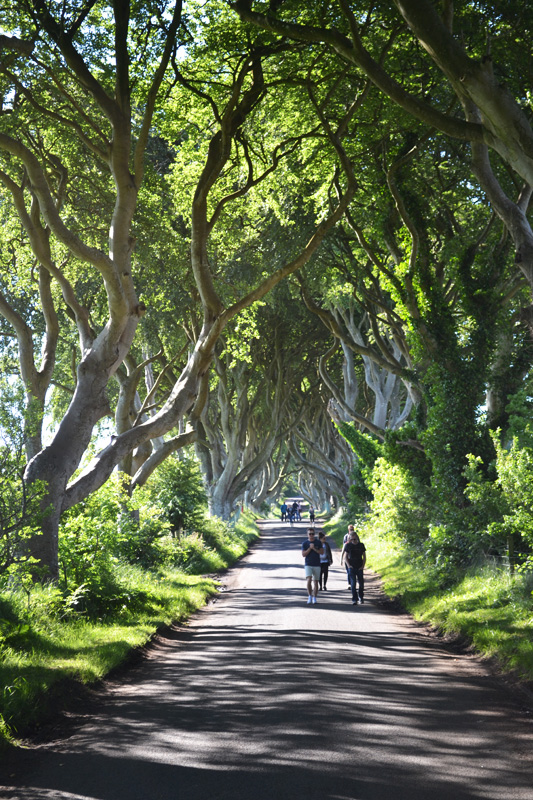 darkhedges6