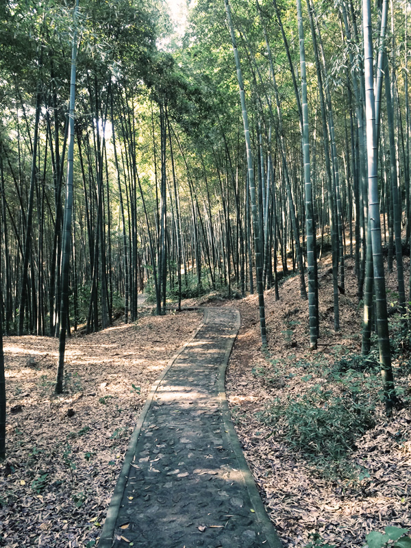 bambooforest1