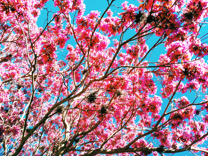 Beautiful spring blooms in St. Petersburg, Florida