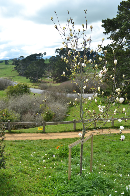 hobbiton12
